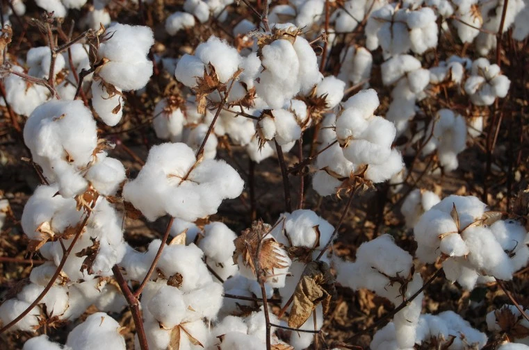 organic cotton farming