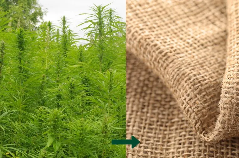 hemp plant farming for organic fabrics production