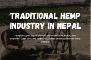 traditional hemp production process in nepal
