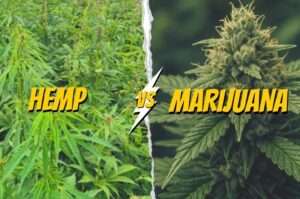 hemp vs marijuana real differences